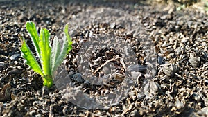 A weed grows on empty ground in a greenhouse next to tomatoes