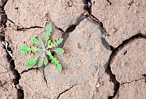 Weed grows in the ground.