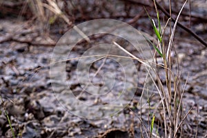 The weed growth on dried wasteland along the road