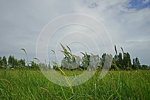 Weed infestation in in agriculture field