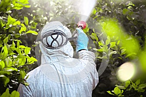 Weed insecticide fumigation. Organic ecological agriculture. Spray pesticides, pesticide on fruit lemon in growing agricultural