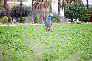 Weed insecticide fumigation. Organic ecological agriculture. Spray pesticides, pesticide on growing potato plant agricultural