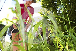 Weed Killer photo