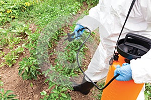 Weed killer toxic herbicide glyphosate spraying. Non-organic vegetables.