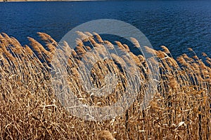 Weed on the lake in Kawaguchiko, Japan