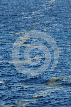 Weed line in ocean