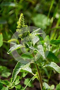 Weed and medicinal plant