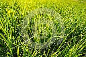 Weed over the rice field