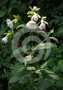 Weed with pale pink flowers