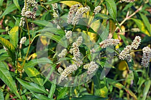 Weed Persicaria lapathifolia grows in the open ground