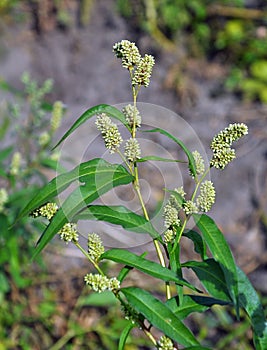 Weed Persicaria lapathifolia grows in the open ground