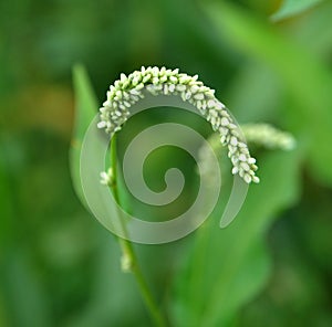 Weed Persicaria lapathifolia grows in the open ground