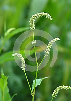 Weed Persicaria lapathifolia grows in the open ground