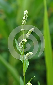 Weed Persicaria lapathifolia grows in the open ground