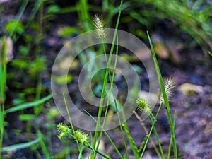 Weed Plant In A Field of Green Grass