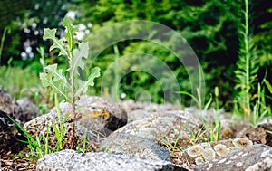 Weed plant growing through stones and rocks.