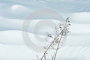 Weed poking up along snow covered agriculture field