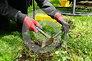 Weed pulling - gardening