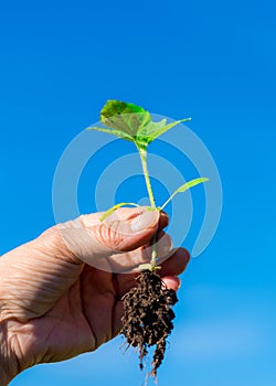 Weed is removing from field by hand pulling. Uprooted weed plant in farmer`s hand on blured sky