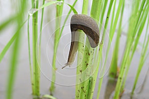 Weed on the rice field