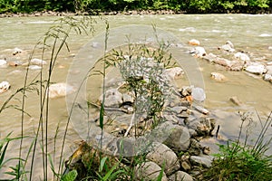 Weed by the river