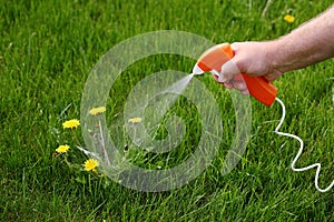Spraying chemical weed killer on a dandelion.