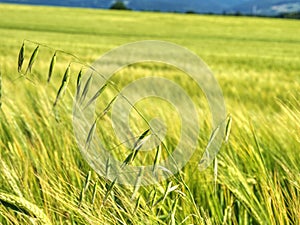 Weed, stalk of oats in rye or barley field. Green spikelets of oats