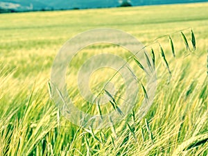 Weed, stalk of oats in rye or barley field. Green spikelets of oats