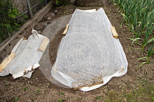 Weed Suppressant Fabric Covering a Bed in a Walled Organic Vegetable Garden