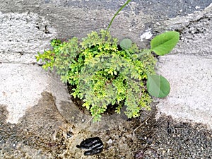weed type Pilea microphylla grows in water flow holes