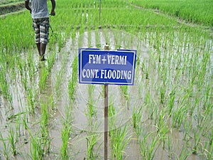 WEEDING IN Agriculture Paddy field trail SRI rICE IN DIFFRENT PLOTS in India on multilocation by Researchg scholar photo