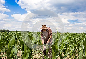 Weeding corn field with hoe