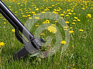 Weeding Dandelions photo