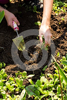 Weeding - gardening