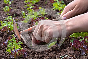 Weeding of lettuce