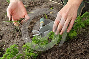 Weeding of parsley bed photo