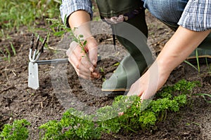 Weeding of parsley bed photo