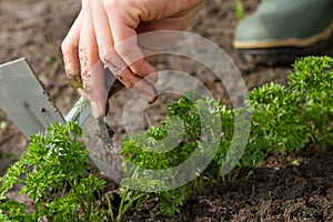 Weeding of parsley bed photo