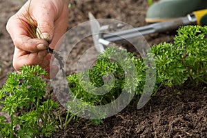 Weeding of parsley bed photo