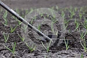 A weeding tool at work on a garlic bed. Winter garlic grew in spring. Processing young garlic