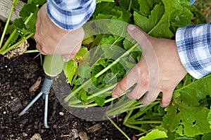 Weeding vegetable crops by hand with rake photo