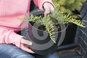 Weeding weeds in the nursery of coniferous plants, a woman in garden gloves working in the garden