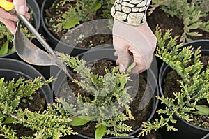 Weeding weeds in the nursery of coniferous plants, a woman in garden gloves working in the garden