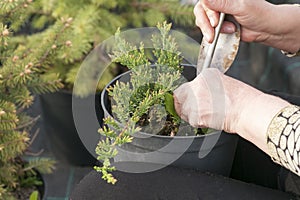 Weeding weeds in the nursery of coniferous plants, a woman in garden gloves working in the garden