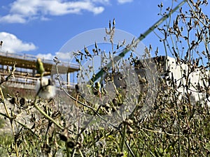 Weeds against the background of a construction site, or maybe construction on wasteland