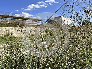 Weeds against the background of a construction site, or maybe construction on wasteland