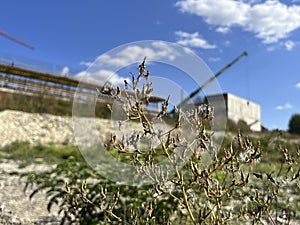 Weeds against the background of a construction site, or maybe construction on wasteland