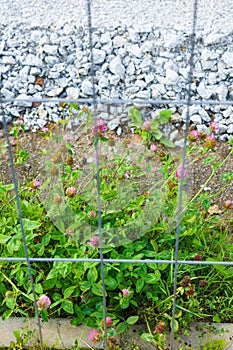 Weeds behind grid fence