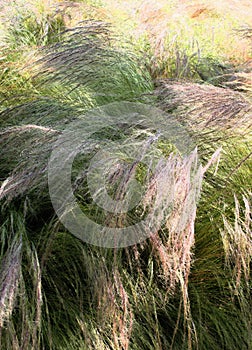 Weeds blowing in the wind