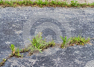 Weeds break through asphalt